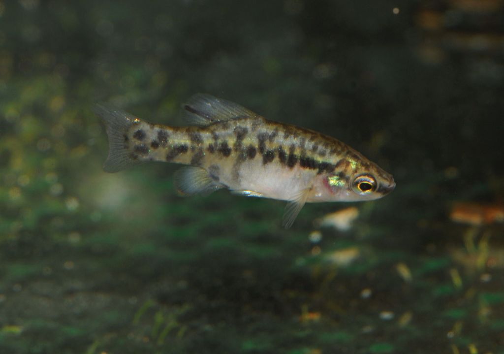 Zoogoneticus purhepechus Sayula 1ペア